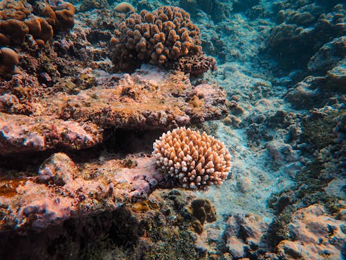 Foto profissional grátis de acropora lutkeni, coral, embaixo da água