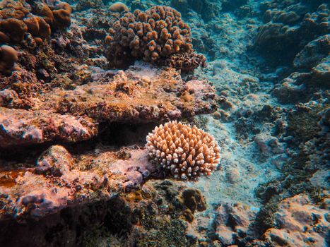 A stunning underwater view of vibrant coral reefs and acropora formations in clear blue water.
