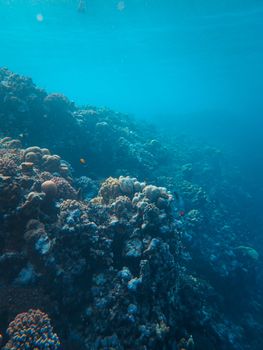 Explore the vibrant underwater world of tropical coral reefs in this clear ocean shot.