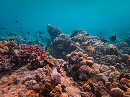 Fish Swimming Above Sea Anemones Covering the Ocean Floor
