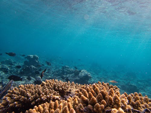 Foto profissional grátis de acropora lutkeni, coral, embaixo da água