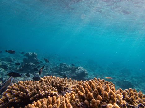 Vibrant coral reef teeming with marine life, showcasing underwater beauty.