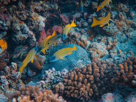 A school of bluestripe snappers swimming among vibrant coral reefs underwater, showcasing marine life.