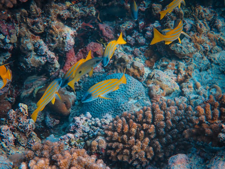 Group Of Bluestripe Snapper Fish Swimming Over Coral Reef