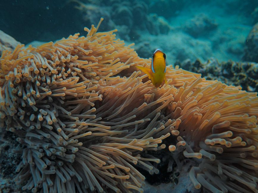 A colorful clownfish swimming among its protective sea anemone in clear ocean waters.