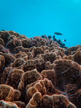 A beautiful close-up of a coral reef underwater, showcasing vibrant sea life.