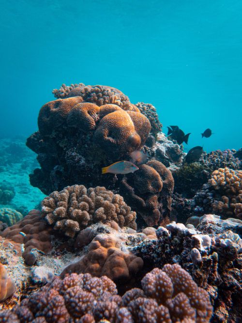 Free Colorful coral reef ecosystem with diverse marine life in clear tropical waters. Stock Photo