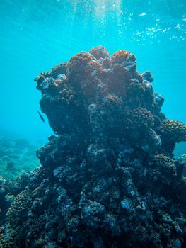 Underwater view of a vibrant coral reef with fish swimming around in clear blue ocean waters.