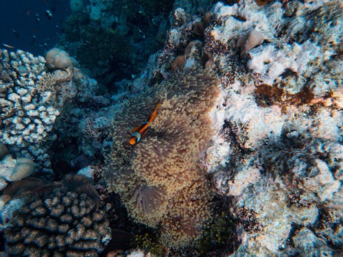 Foto profissional grátis de anêmona, anemonefish vermelho e preto, coral