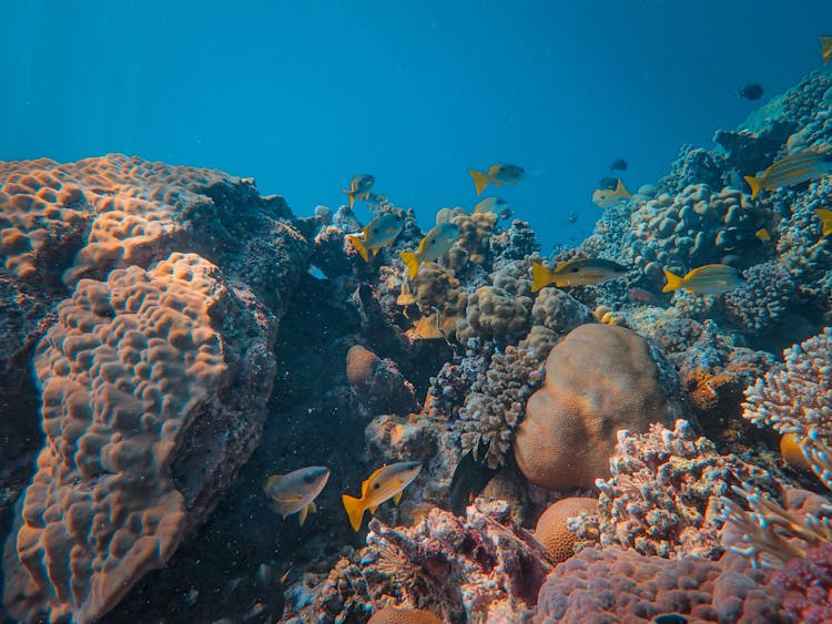 Group Of Blackspot Snapper Fish Swimming Among Corals