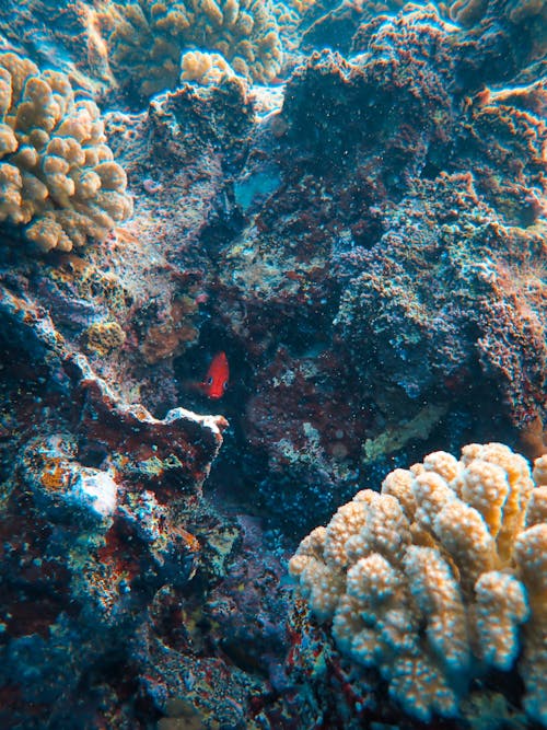 Foto profissional grátis de coral, embaixo da água, escondendo