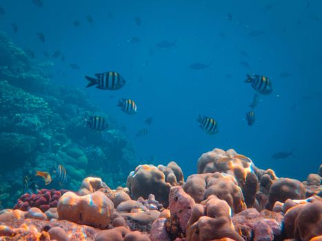 A vibrant school of sergeant major fish swimming amidst colorful corals in an underwater reef ecosystem.