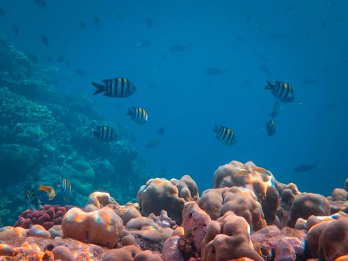 Free A vibrant school of sergeant major fish swimming amidst colorful corals in an underwater reef ecosystem. Stock Photo