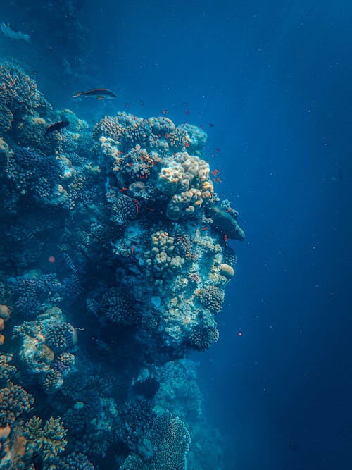 Foto profissional grátis de coral, embaixo da água, mar
