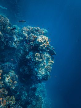 Vibrant coral reef teeming with fish, showcasing diverse underwater life in a serene setting.