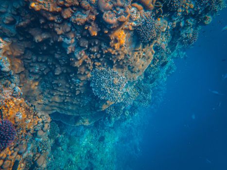 Stunning close-up of a colorful underwater coral reef ecosystem in the ocean.