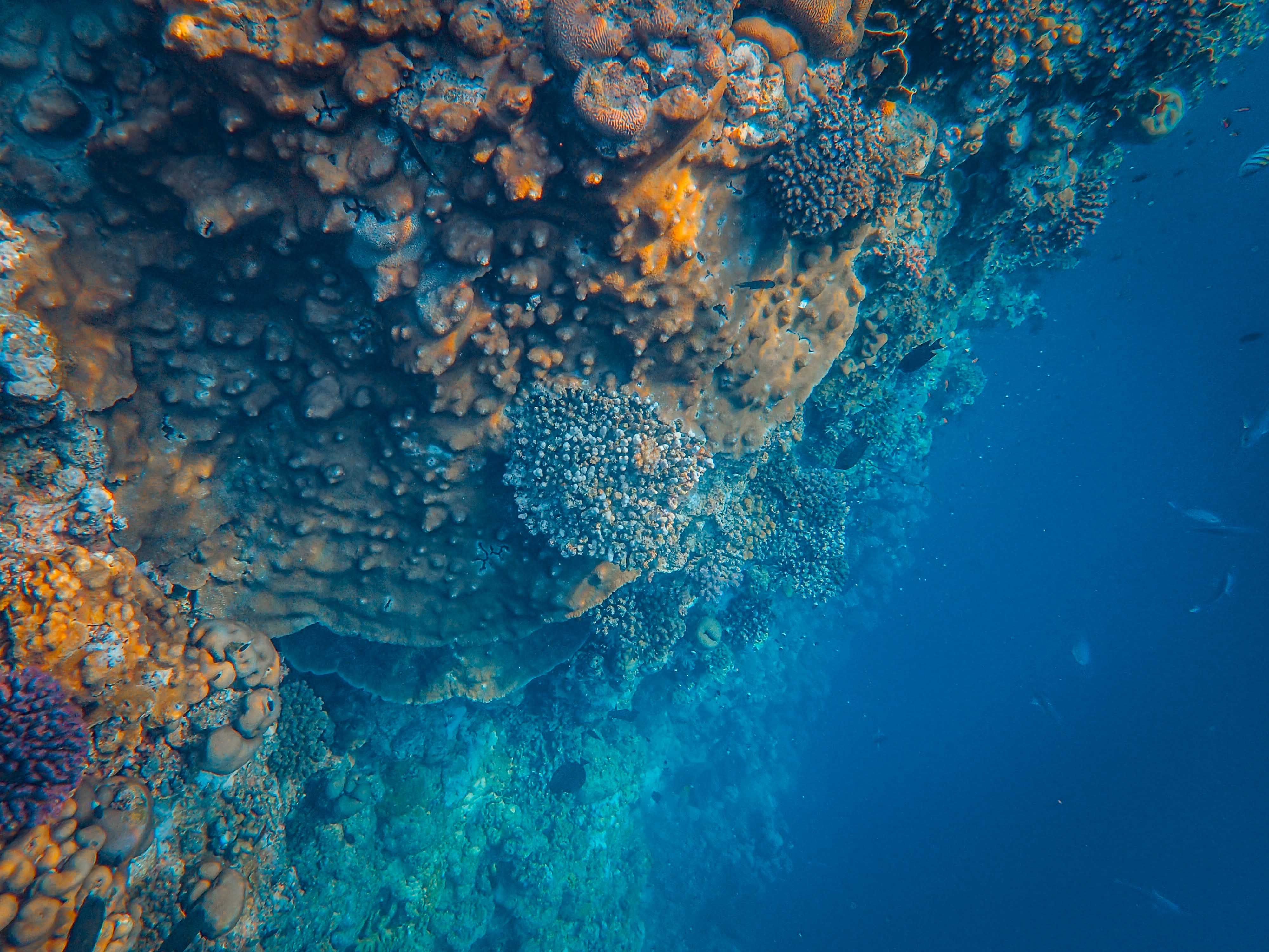 Coral main image 1
