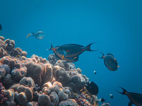 Colorful sohal surgeonfish swimming over a coral reef in tropical waters.