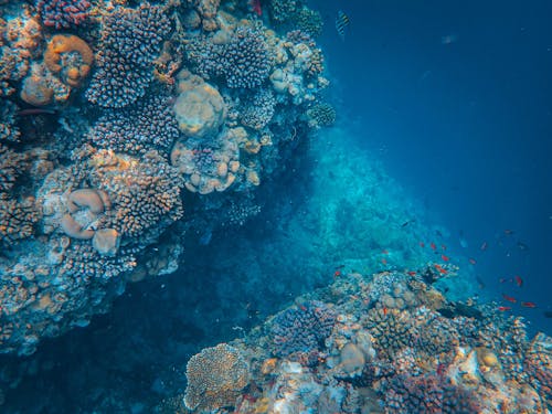 Foto profissional grátis de coral, embaixo da água, mergulho
