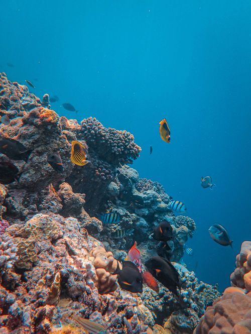 Free Explore the colorful marine life thriving along a vibrant coral reef underwater. Stock Photo