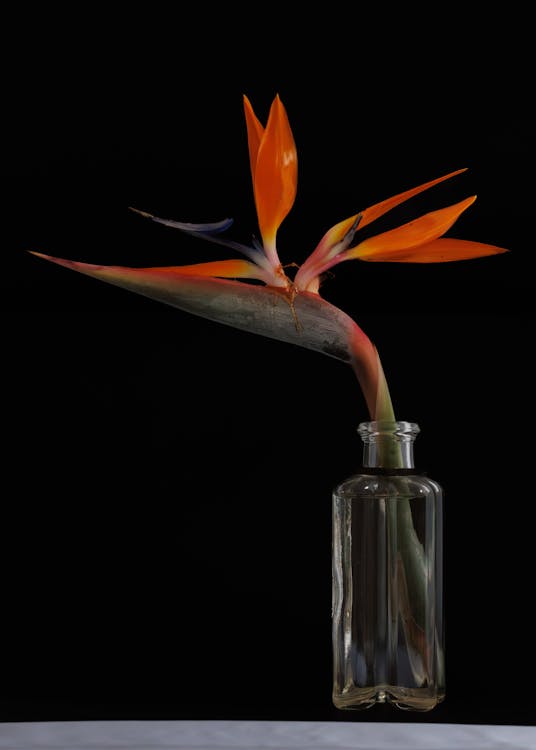 Strelitzia against a plain background