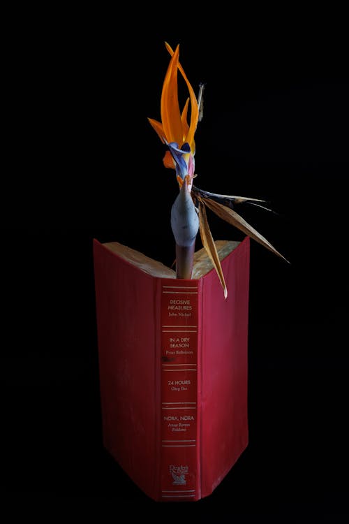 Strelitzia against a plain background