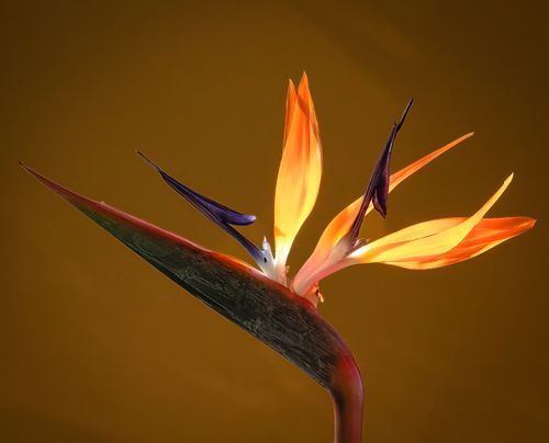 Free Close-up of a Bird of Paradise flower against a yellow background, highlighting its vibrant colors. Stock Photo