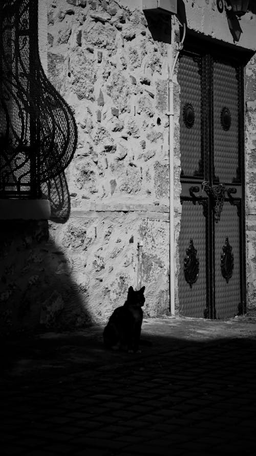 Black and White Photo of a Cat Sitting on a Sunlit Street