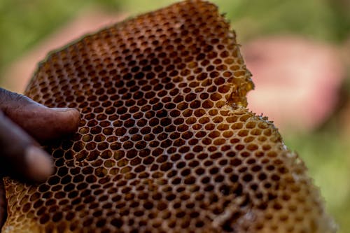 Foto stok gratis lilin lebah, madu, merapatkan