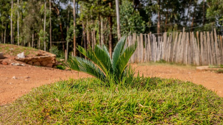 Fronds Of Palm