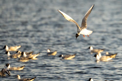 Close up of Little Gulls