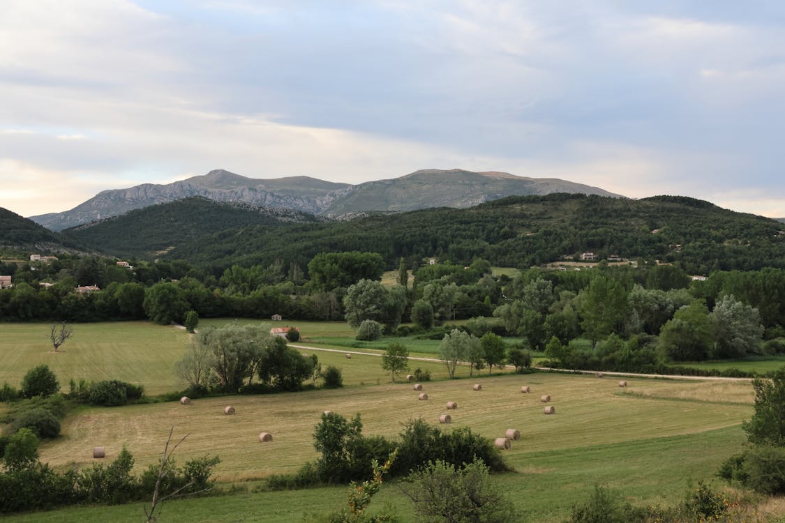 Rural landscape in Summer