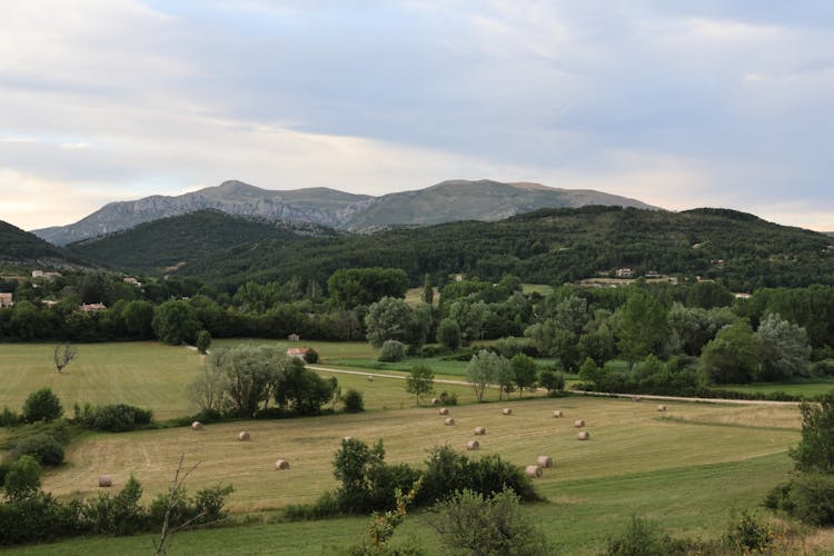 Rural Landscape In Summer