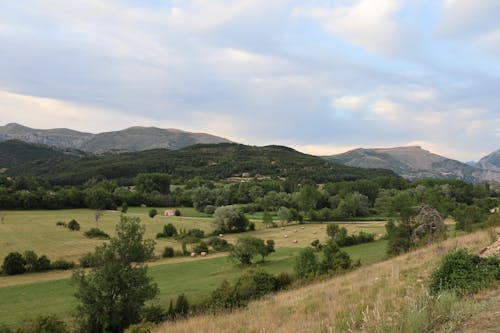 Trees Scattered among Agricultural Fields in Countryside