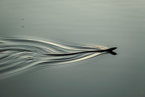 Foto profissional grátis de água, cobra, lago