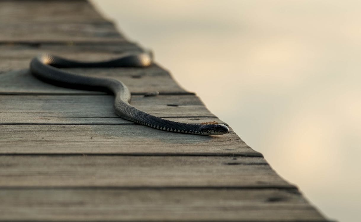 Fotobanka s bezplatnými fotkami na tému drevený, fotografie zvierat žijúcich vo voľnej prírode, had