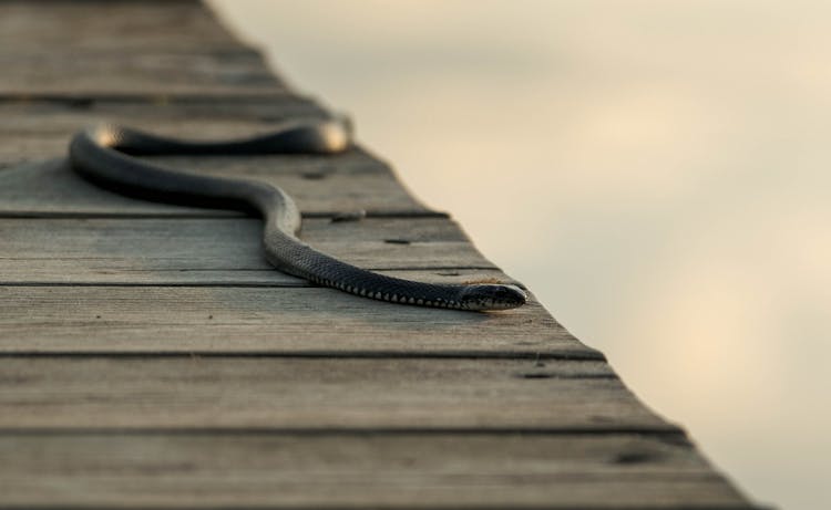 Snake Crawling On A Wooden Pier In The Morning