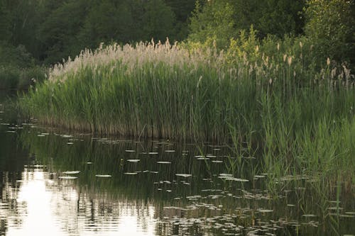 Foto stok gratis alam, danau, hijau