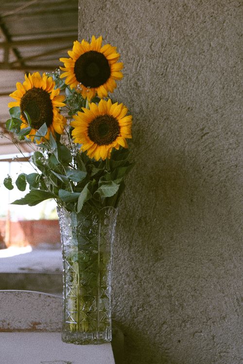 Free Sunflowers in a decorative glass vase set against a textured wall in a rustic setting. Stock Photo