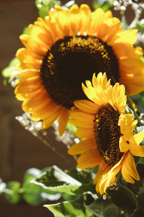 Free Vivid close-up of sunflowers with vibrant petals and lush green leaves. Stock Photo