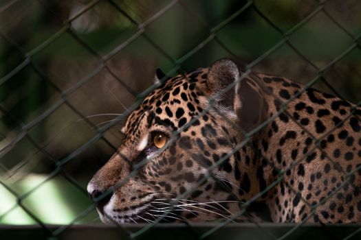 Cockscomb jaguar preserve — Belize