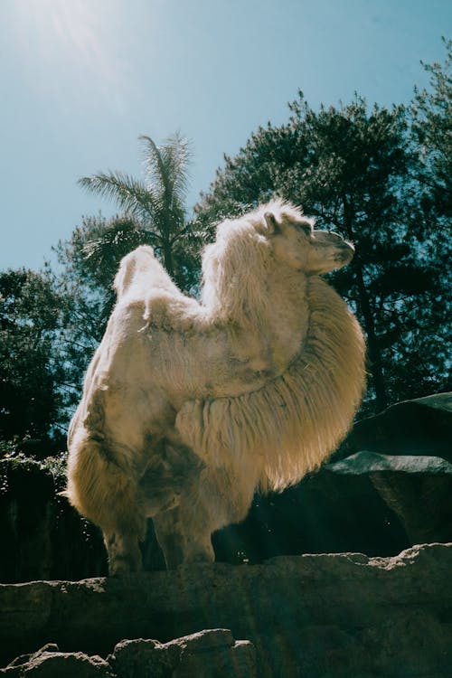 A White Bactrian Camel 