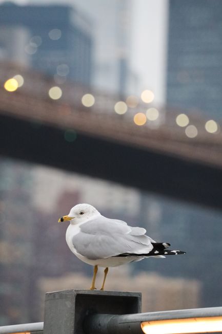 A close-up of a seagull perched in an urban setting with a bridge in the background.