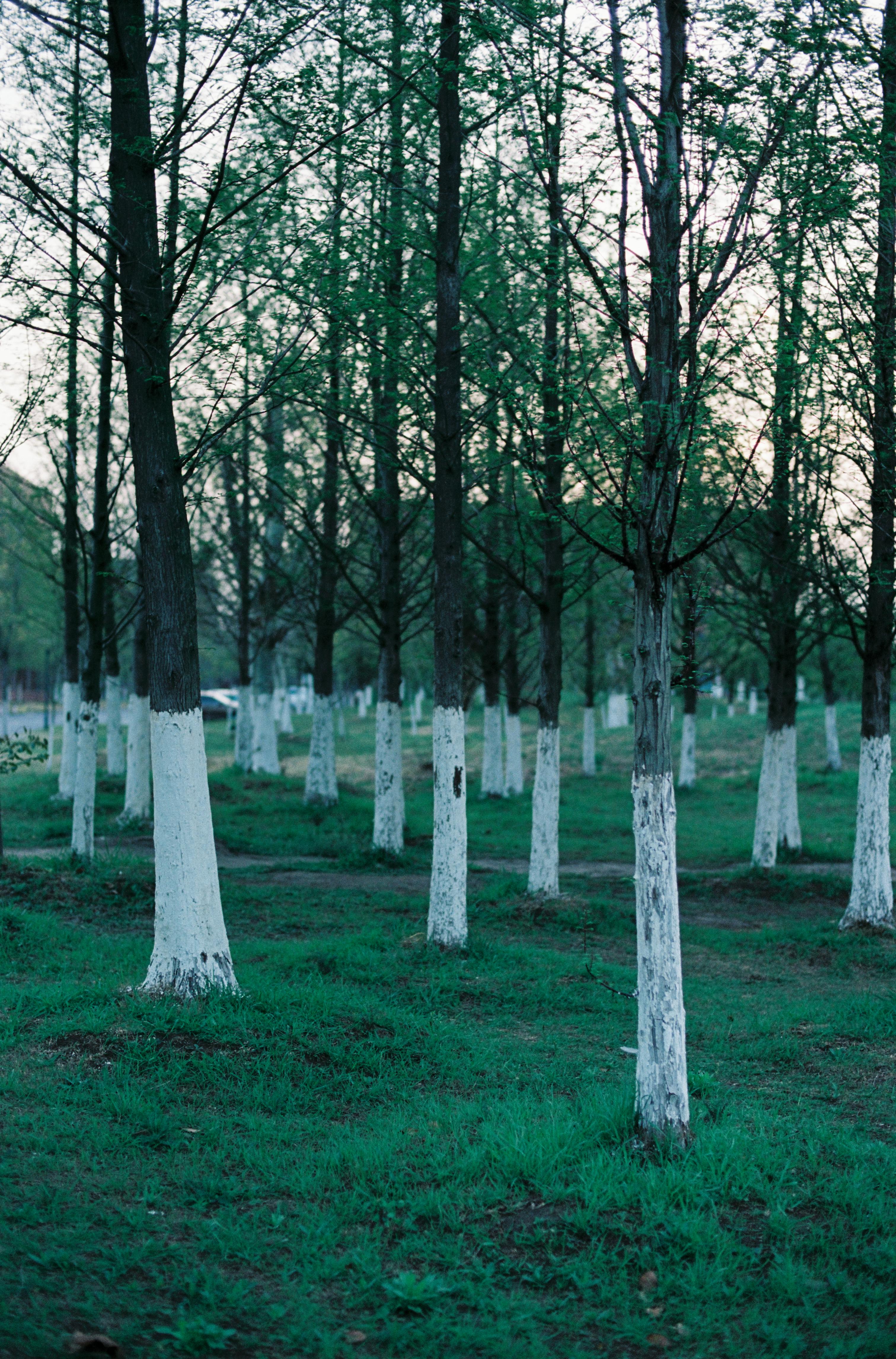 Tranquil forest scene showcasing trees with white painted trunks in a lush green setting.