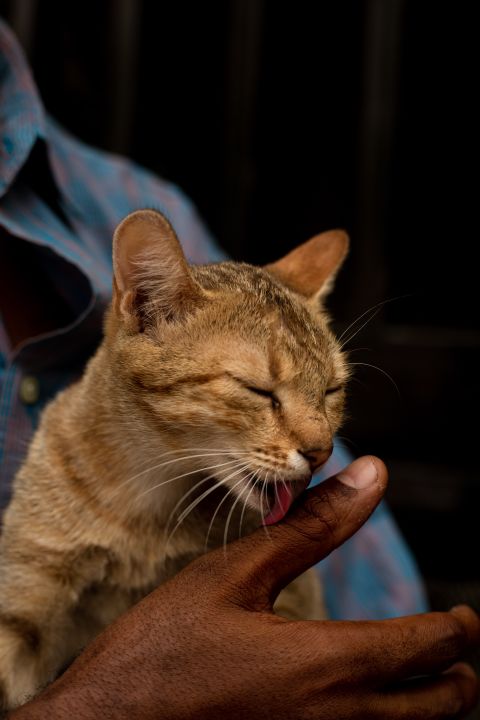 Pourquoi mon chat me lèche ? 7 contextes à distinguer avant de conclure