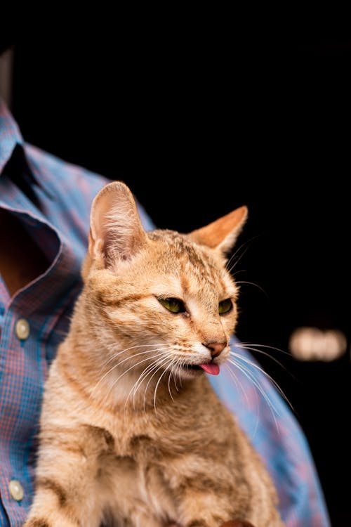 Gratis arkivbilde med dyrefotografering, ingefær, katt