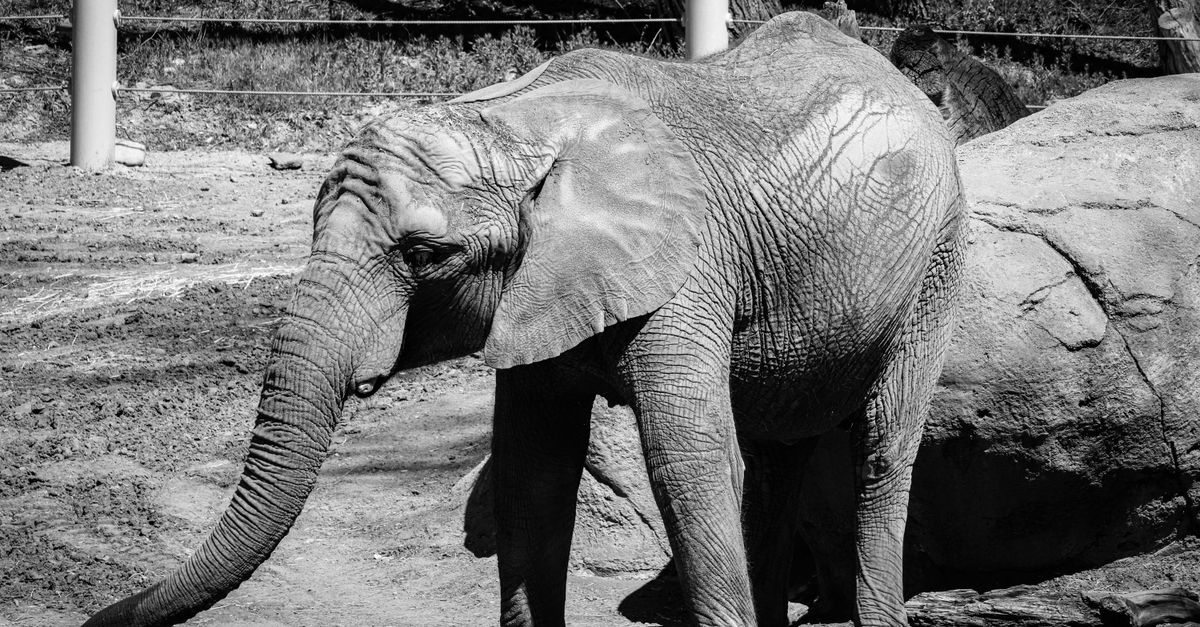 Monochrome image of an African elephant in a zoo enclosure, Salt Lake City.