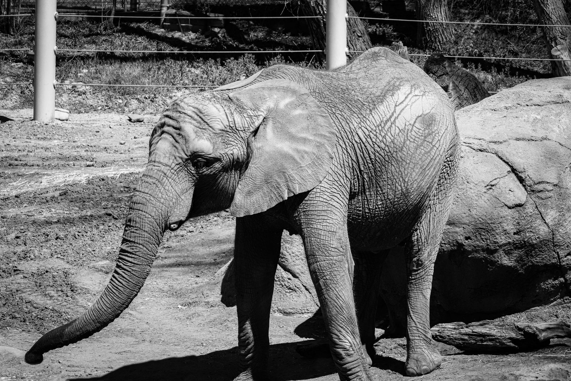 Monochrome image of an African elephant in a zoo enclosure, Salt Lake City.