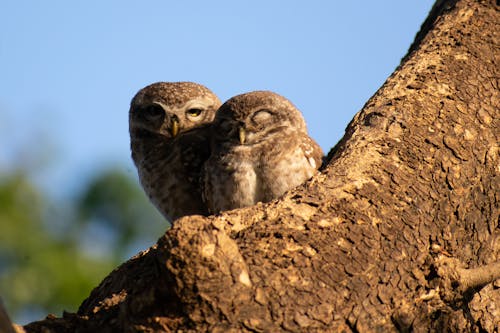 Two Little Owls Sitting on a Tree Trunk