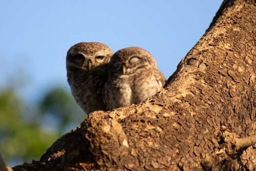 Pair of spotted owlets resting on a tree trunk in a natural setting.